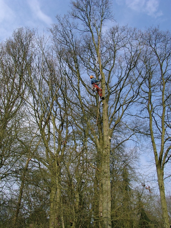 Boomverzorging, zagen en snoeien van bomen.