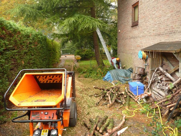 Boomverzorging, zagen en snoeien van bomen.