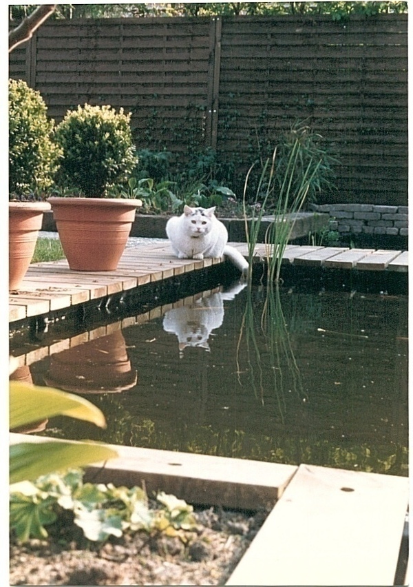 Tuinontwerp, tuinaanleg en  tuinonderhoud