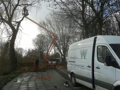 Snoeien grote treurwilg met een hoogwerker